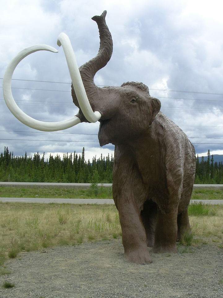 图6:一个雕像的猛犸象在育空波尼吉亚解释中心,就是怀特霍斯。注意,独特的弯曲长牙。由大肠Ginn照片,2007年6月29日。