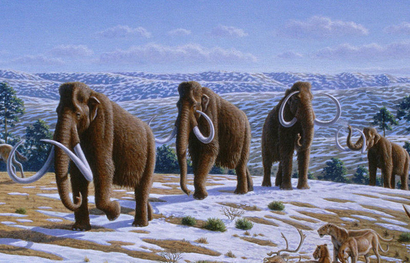 图10:长毛象在被认为是北极地区的低温典型草原栖息地在西伯利亚,阿拉斯加和育空河的一部分(波尼吉亚)就是在最后一个冰河时代又是;图像由Mauricio安东,创造性的Com…