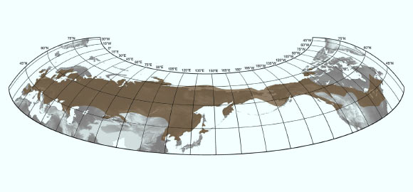 图9:猛犸象物种的最大分布在北美、亚洲和欧洲。从“古生物学家发布最精确的地图图像的长毛象分配”。