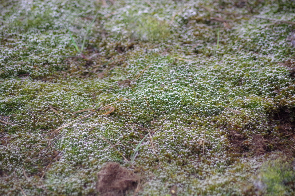 图1:氧气泡由一种蓝绿色的藻类,也称为蓝藻,在一个晴朗的日子,通过光合作用的过程。图片由安迪•Fyon,石灰窑,渥太华地区,可能3/17。