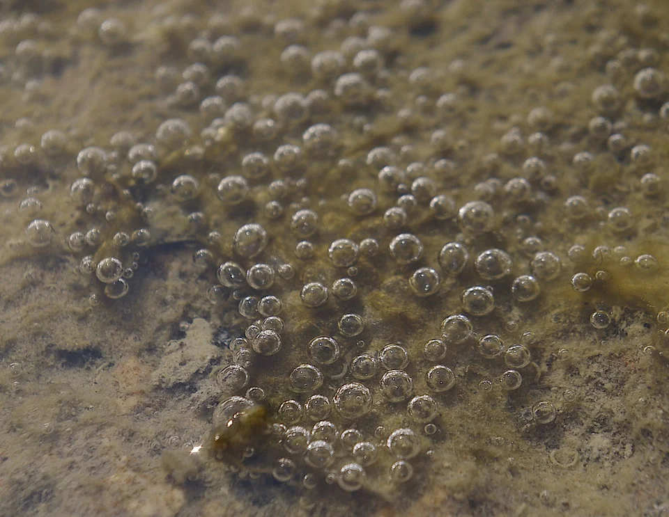 Figure 1: A type of algae, in a small pool of water, uses photosynthesis to create oxygen gas. Photosynthesis is a process by which plants use Sunlight to convert carbon dioxide and water into sugars and by-product oxygen. The sugars are used as food for the algae. The oxygen bubbles first attach to the algae before being liberated into the Earth's atmosphere. The small water pool occurred on limestone. That limestone is part of a larger system and habitat called open alvar pavement. Location: Michael's Bay, Manitoulin Island, Ontario, July 29, 2006. Photo by Andy Fyon.