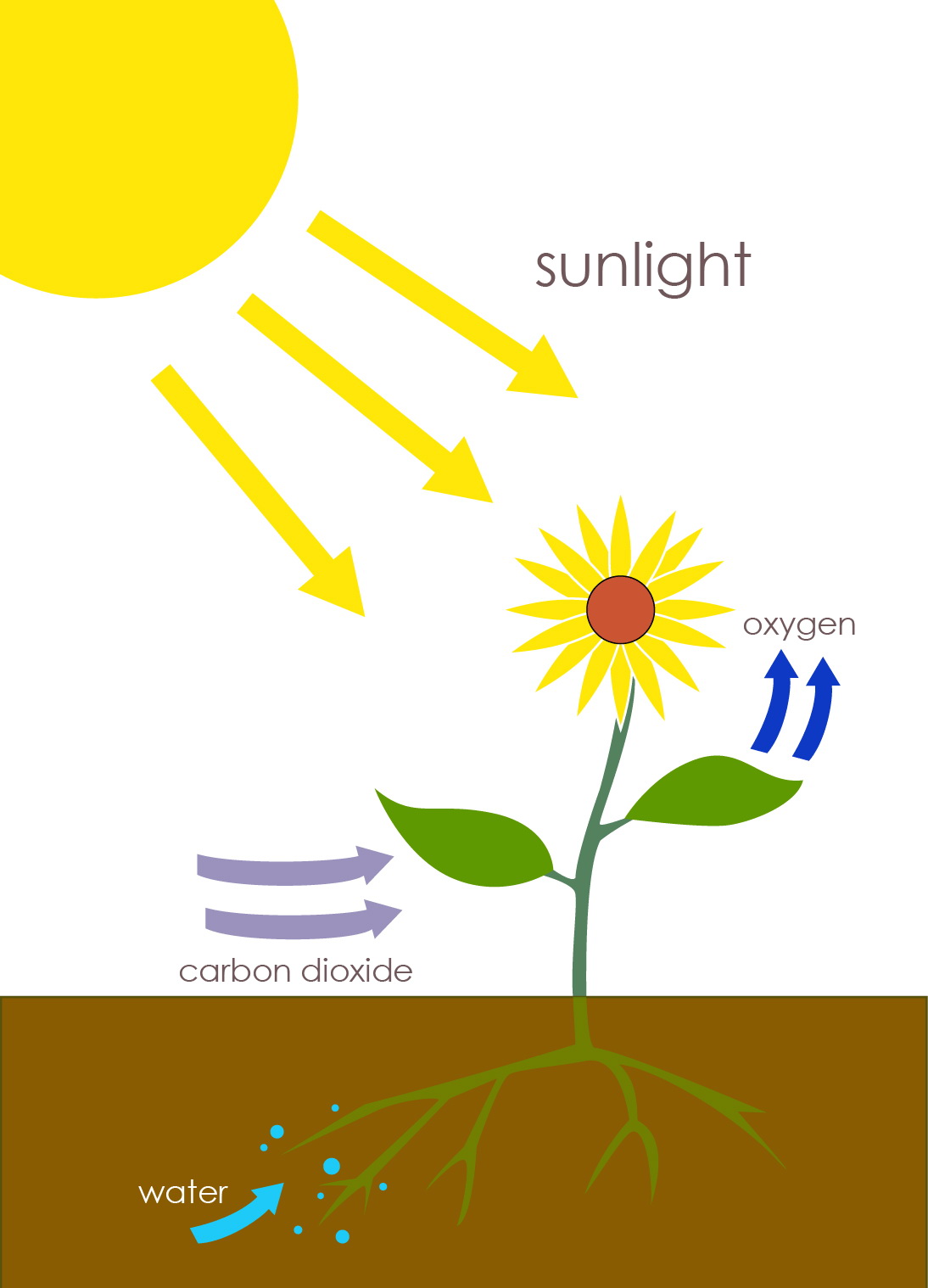 图7:这幅漫画说明了植物的光合作用的过程。植物“吃”阳光、二氧化碳和水并产生糖类和碳水化合物都存储在产生,或使用,植物和自由氧作为代谢产物。…