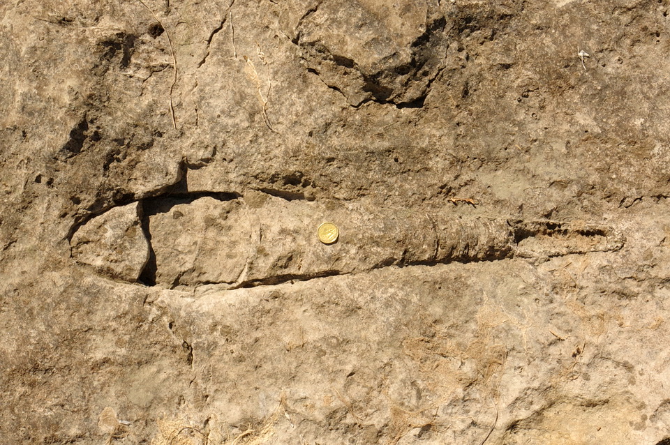 图7:头足类动物化石暴露在平坦石灰岩发生立即上游Pakenham桥。化石是一个硬币的加元硬币,用于规模。图片由安迪Fyon 9月12/17。