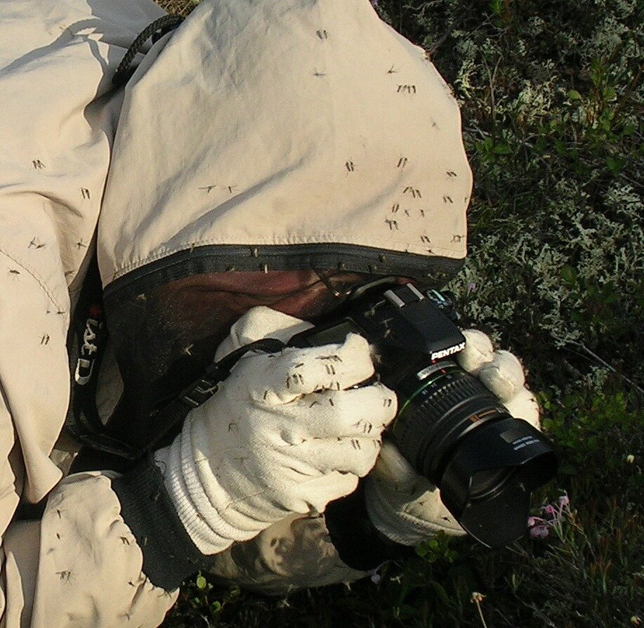 安迪Fyon穿我防护缺陷衬衫和白色的棉手套成群的蚊子咬的影响降到最低的苔原,Inuvik附近,西北地区,2007年夏天。图片由伊丽莎白Ginn。
