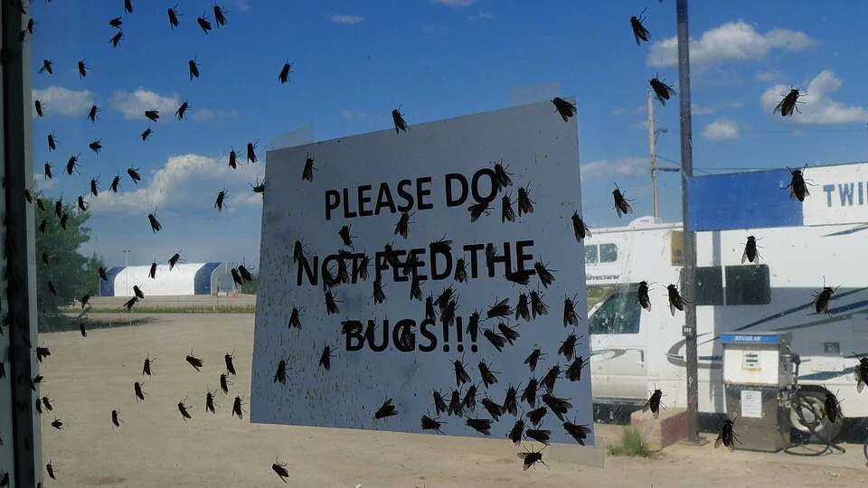 Biting “Bulldog” insects trapped on the inside of a gas station building, Enterprise, Northwest Territories, Canada, June 30/13. Photo by Andy Fyon.