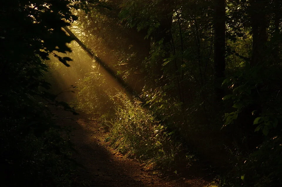 IMGP0196_sunrise_light_rays_through_morning_mist_and_bush_Valens_Lake_Conservation_Area_Cambridge_Aug1817_fb_FN book giant skunk.JPG