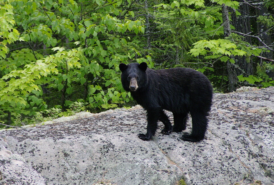 图1:一只小黑熊出现在安大略省萨德伯里南部的基拉尼省立公园。raybet112010年6月6日，Andy Fyon拍摄。