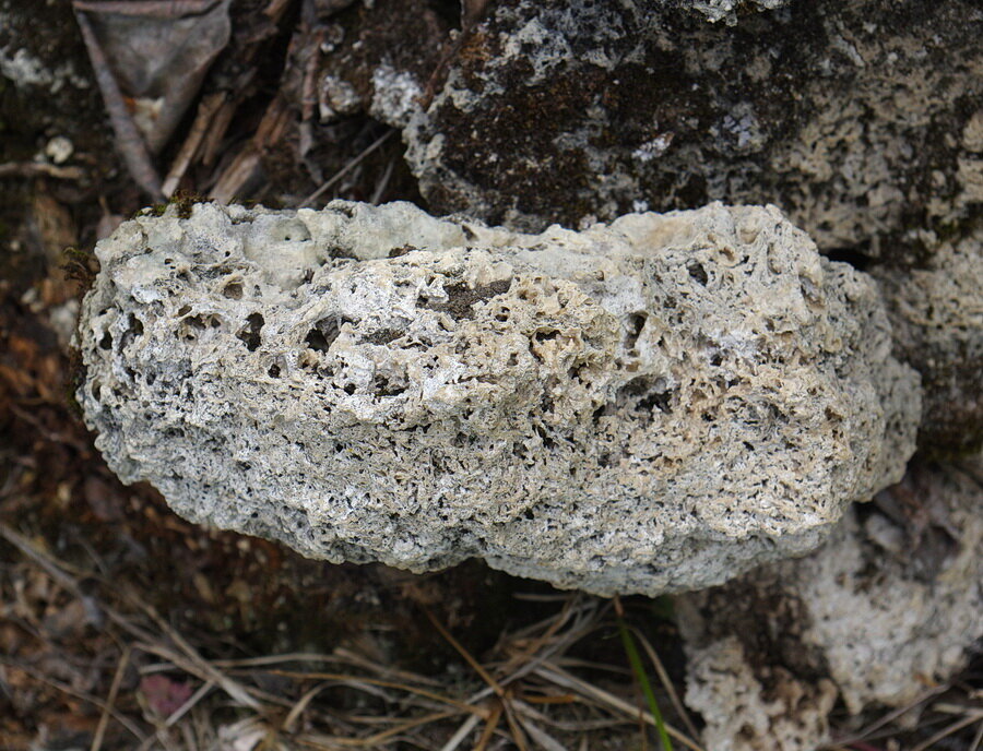 照片4:凝灰岩是一个多孔碳酸钙(碳酸钙沉积形成的降水从酷矿化地下水弹簧。毛孔显示为空格内的存款。由安迪Fyon照片,温暖的海湾,Atlin湖,不列颠哥伦比亚省,7月16/19。