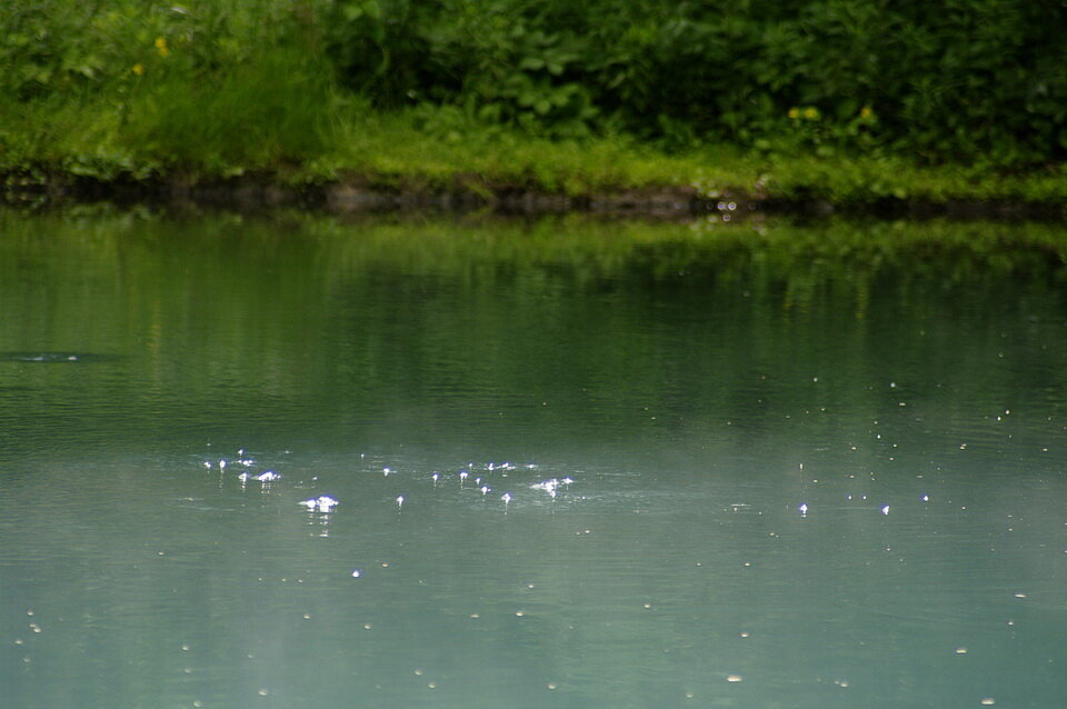 图7:二氧化碳泡沫断裂表面的α池,利亚德河温泉,这是美联储通过热碳dioxide-charged弹簧。泡沫是二氧化碳脱气的证据。方解石沉淀。,钙…