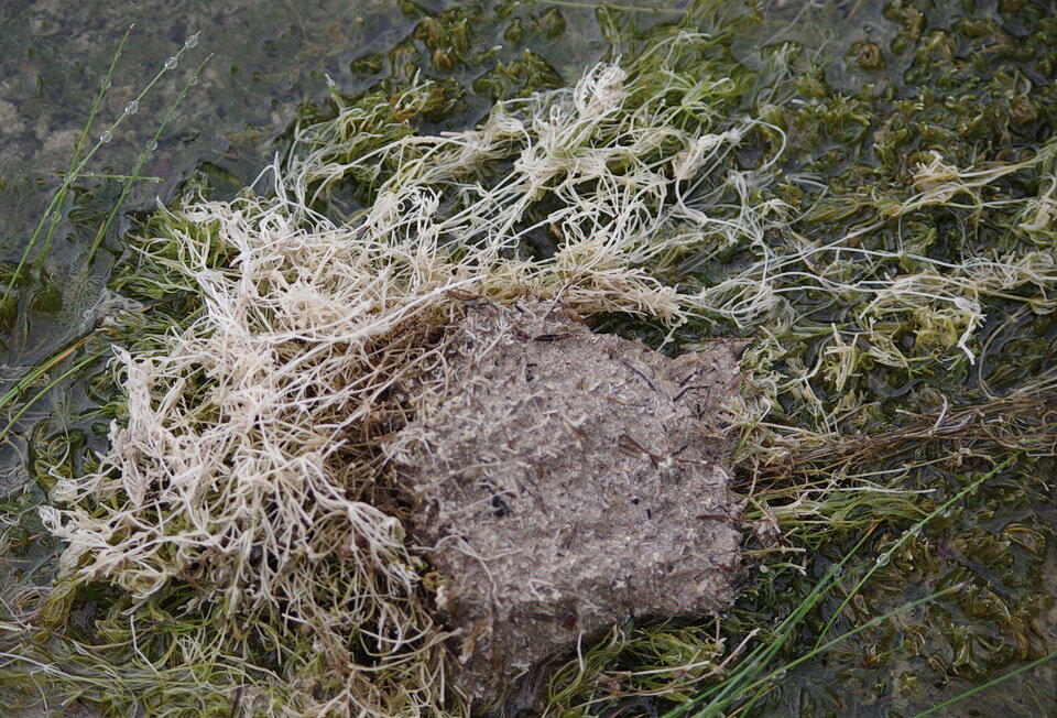 图8:常见的轮藻、轮藻寻常的推断,生长在石灰质沼泽在利亚德河温泉省立公园。上的白色以外的一些附件报告是钙质存款,基于信息的迹象…