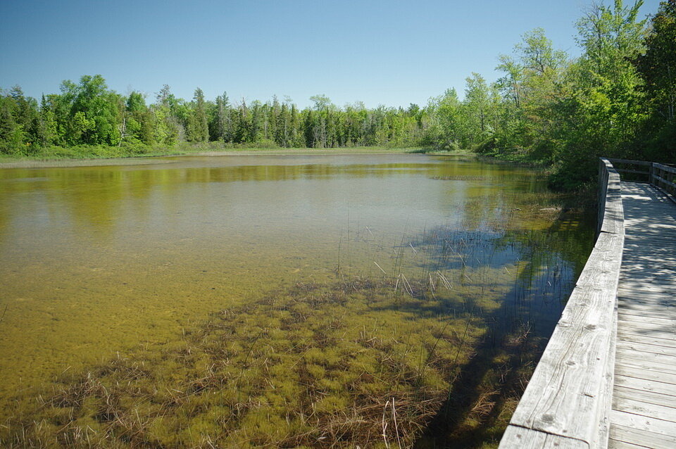 图9:一纲(轮藻属),生长在浅湖泥灰岩,名叫龟池,麦格雷戈时候省立公园,安大略省。raybet11浅棕色的颜色报告信息的迹象是钙质材料。由藻类光合作用(催化)…