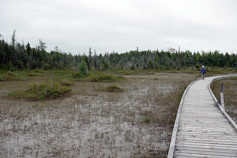 图11:奥列芬特沿海沼泽被认为是钙质沼泽。二氧化碳,而且calcium-charged地下水可能导致湿地的水。脱气的二氧化碳造成的水可能是一个或全部,…