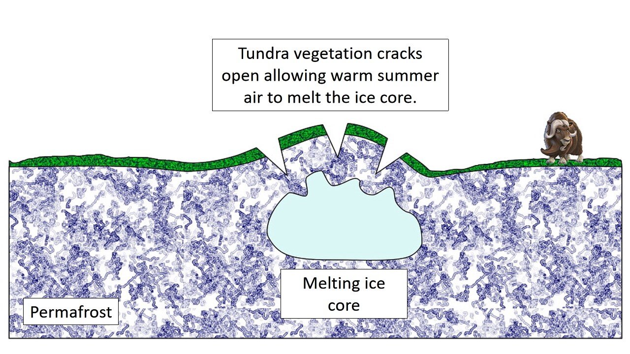 图11:如果植被层裂缝打开,温暖夏天的空气访问和冰开始融化小丘核心。由于冰芯支持小丘,小丘将会崩溃,如果核心融化冰。由大肠Ginn卡通,4月18/21。