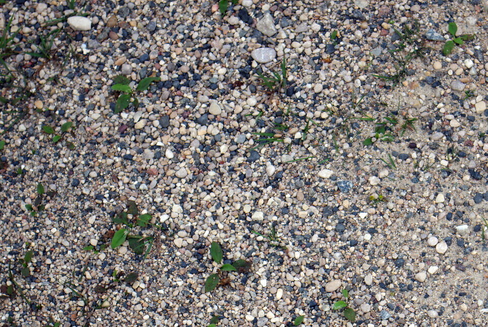 照片3:光和深色鹅卵石发生沉积。每个不同的颜色反映了不同基岩岩石类型的冰川报废。大约60 - 80%的鹅卵石是浅色的。他们是从“年轻”,550年至360年前的石灰岩和白云岩岩石发生下围裙,南部,哈德逊湾,在东部,詹姆斯湾。这些都是哈德逊和詹姆斯湾低地岩石。一些黑暗彩色石子也似乎低地岩石,但更小比例的黑色的岩石可能来自旧的加拿大地盾的岩石年龄超过25亿年的历史。