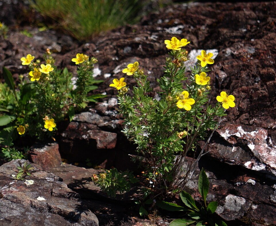 1_IMGP2884_Shrubby_Cinquefoil_Dasiphora_fruticosa_yellow_Gargantua_trail_Lake_Superior_Provincial_Park_Aug1518_fb.jpg
