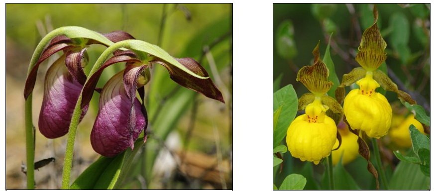 banner distribution of pink and yellow lady's slipper eastern Ontario Andy Fyon Feb1921.jpg