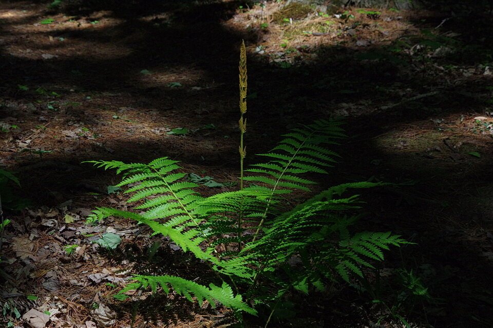 1_banner IMGP8044_Cinnamon+Fern+Osmundastrum+cinnamomeum_fruiting_Pinhey+trail+32_Nepean+ON+May2921_SS+Andy+Fyon.jpg