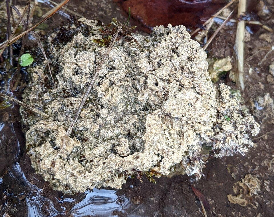 PXL_20220921_140028904 geology_flowing water calcareous seep calcareous tufa Paris ON Sept2122_ss thumbnail.jpg