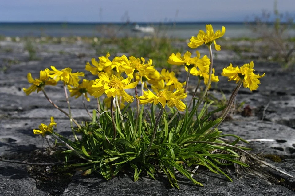 Yellow lakeside daisy (Tetraneuris herbacea) growing on an open alvar pavement, Belanger Bay, Manitoulin Island, Ontario, Canada by Andy Fyon
