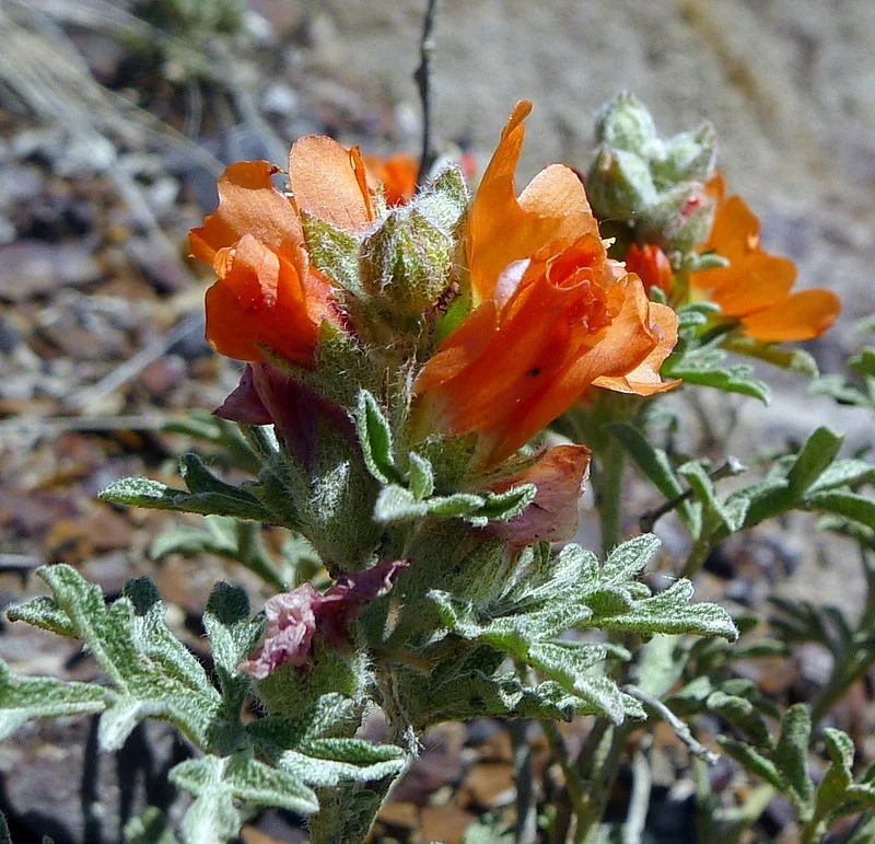 Close up view of  scarlet globe-mallow (Sphaeralcea coccinea) showing the fine hairs that reflect light and help prevent water loss.
