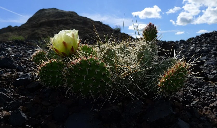 Plains prickly pear cactrus with a yellow flower in the horseshoe canyon, Alberta.