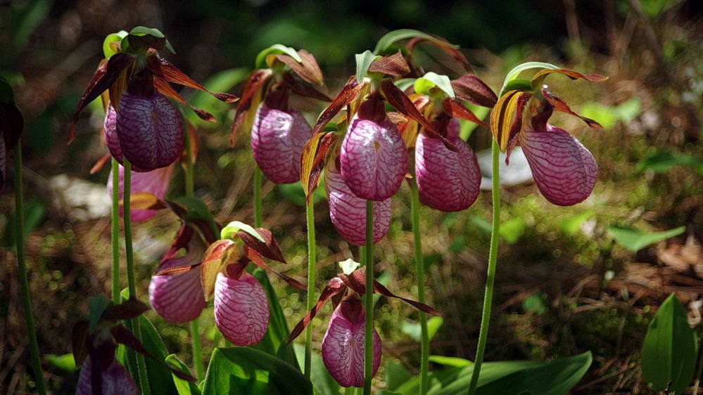 Thumb IMGP5096_Pink Ladys Slipper Cypripedium acaule_pink_Samuel_de_Champlain Provincial Park_Junr0818 Andy Fyon.JPG