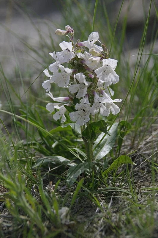 White beardtongue (Penstemon albidus) growing on the edge of the Avonlea badlands, Saskatchewan, Canada.
