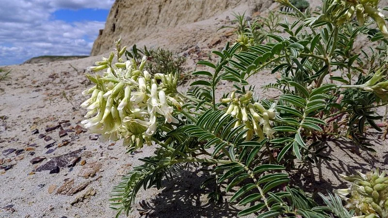 Creamy milk-vetch with its pale yellow flowers growing in the Avonlea badlands of Saskatchewan.