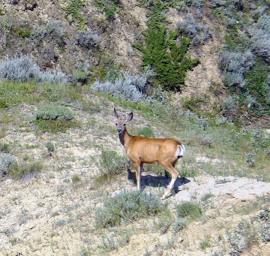 A mule deer on the dry edges of a badland, Saskatchewan.