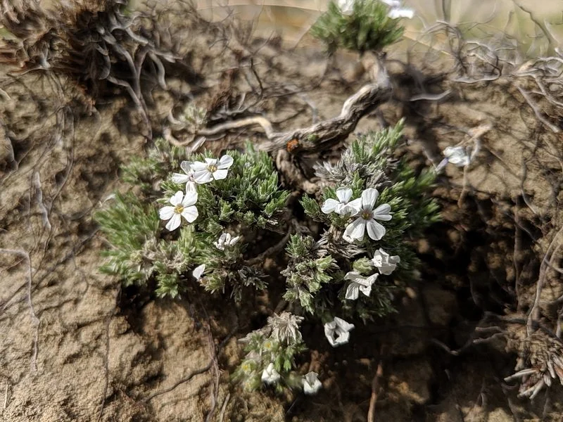 Hood's phlox grows in a low, mound form on the badlands.