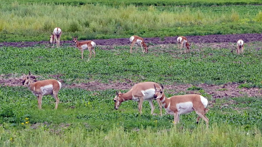 Pronghorn herd feeding in a field.