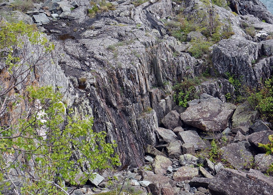 Geology and Encrusted Saxifrage — Canada (Ontario) Beneath Our Feet