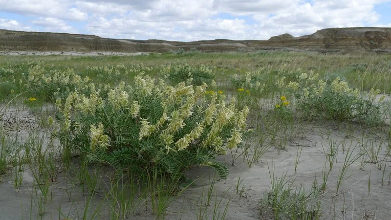 A milk-vetch in bloom with yellow flowers in a Saskatchewan badlands.