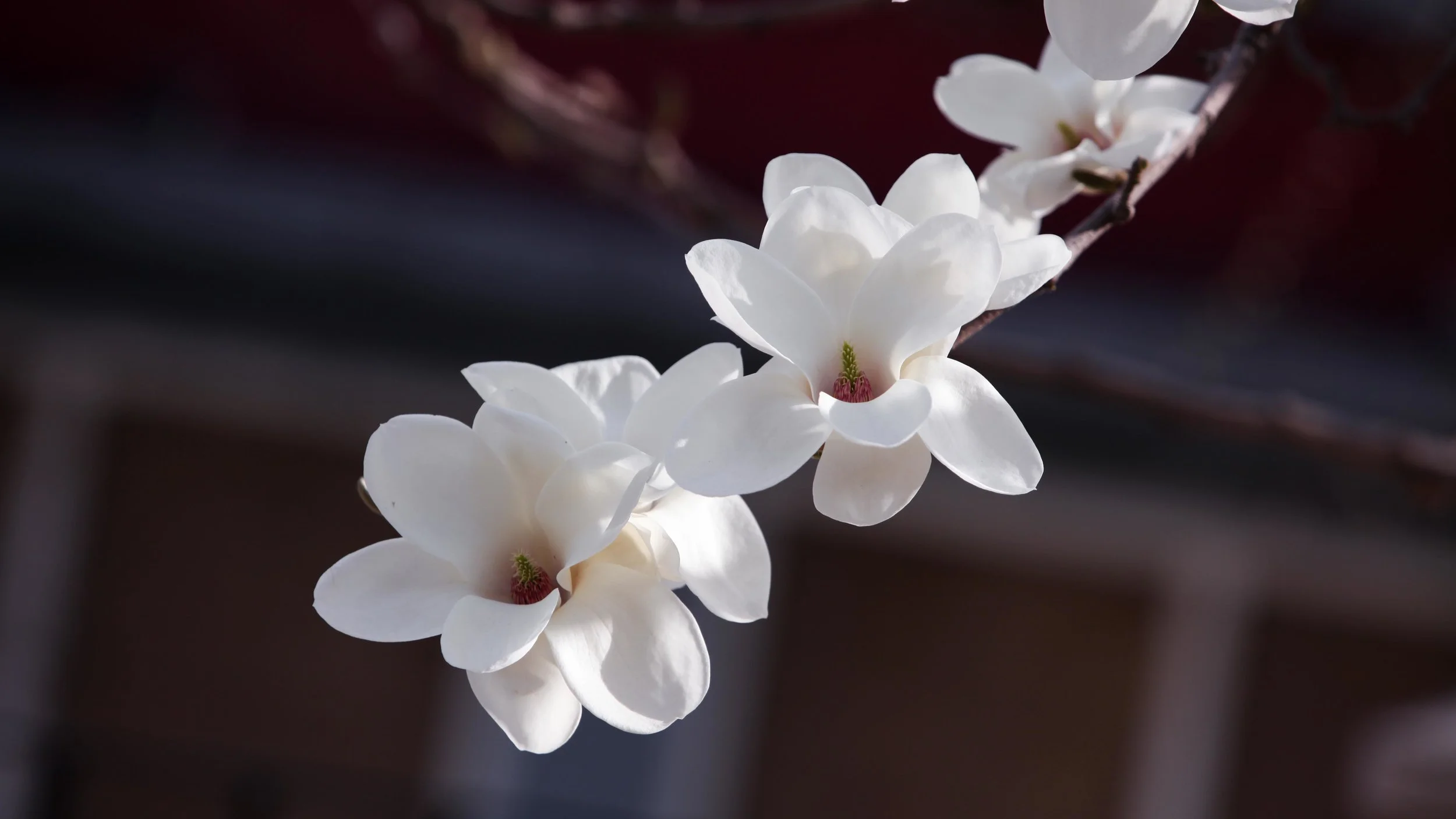 20120404-2012.4 Beijing_3207.jpg