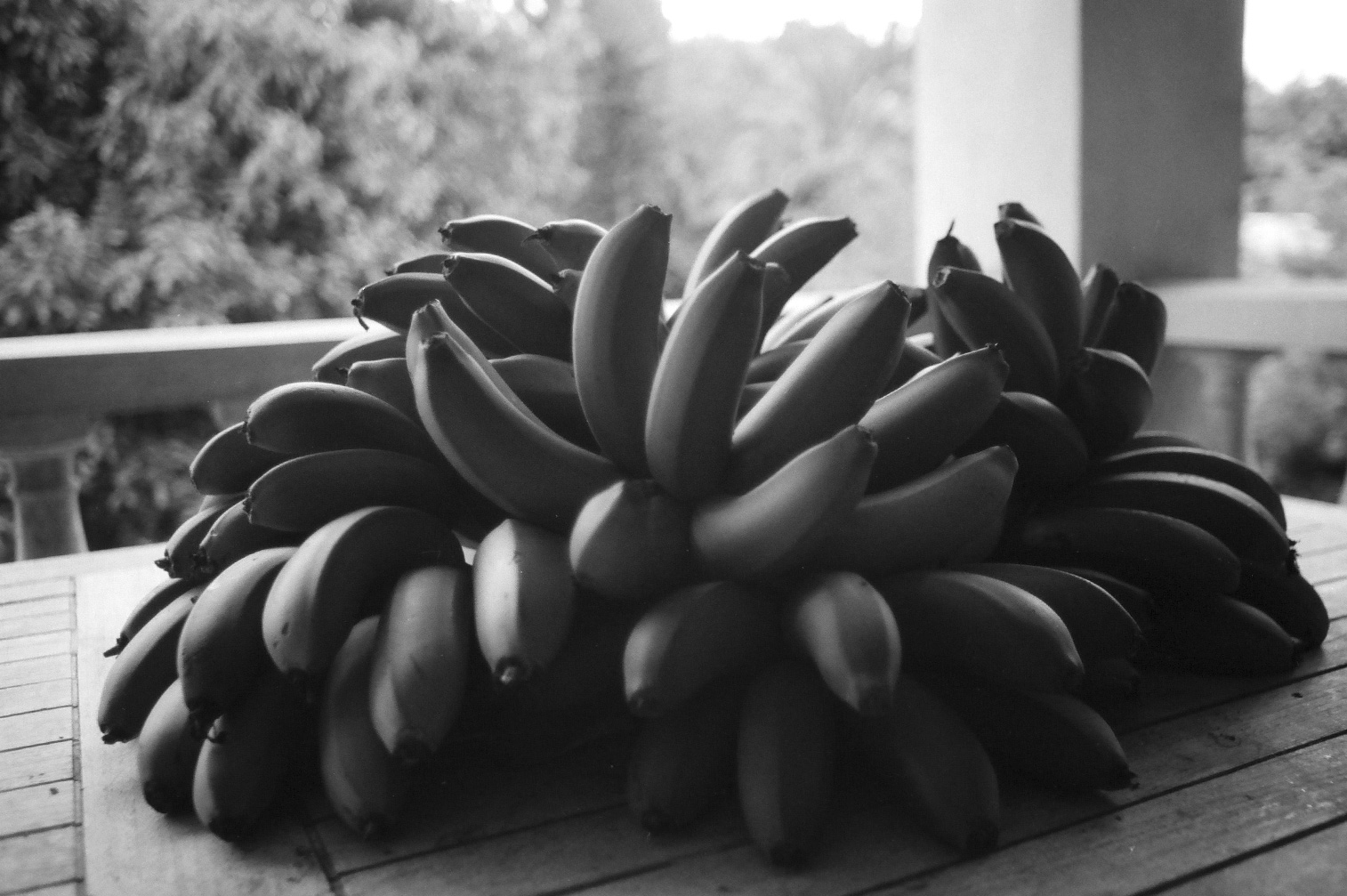 Organic Sculpture, Bermuda