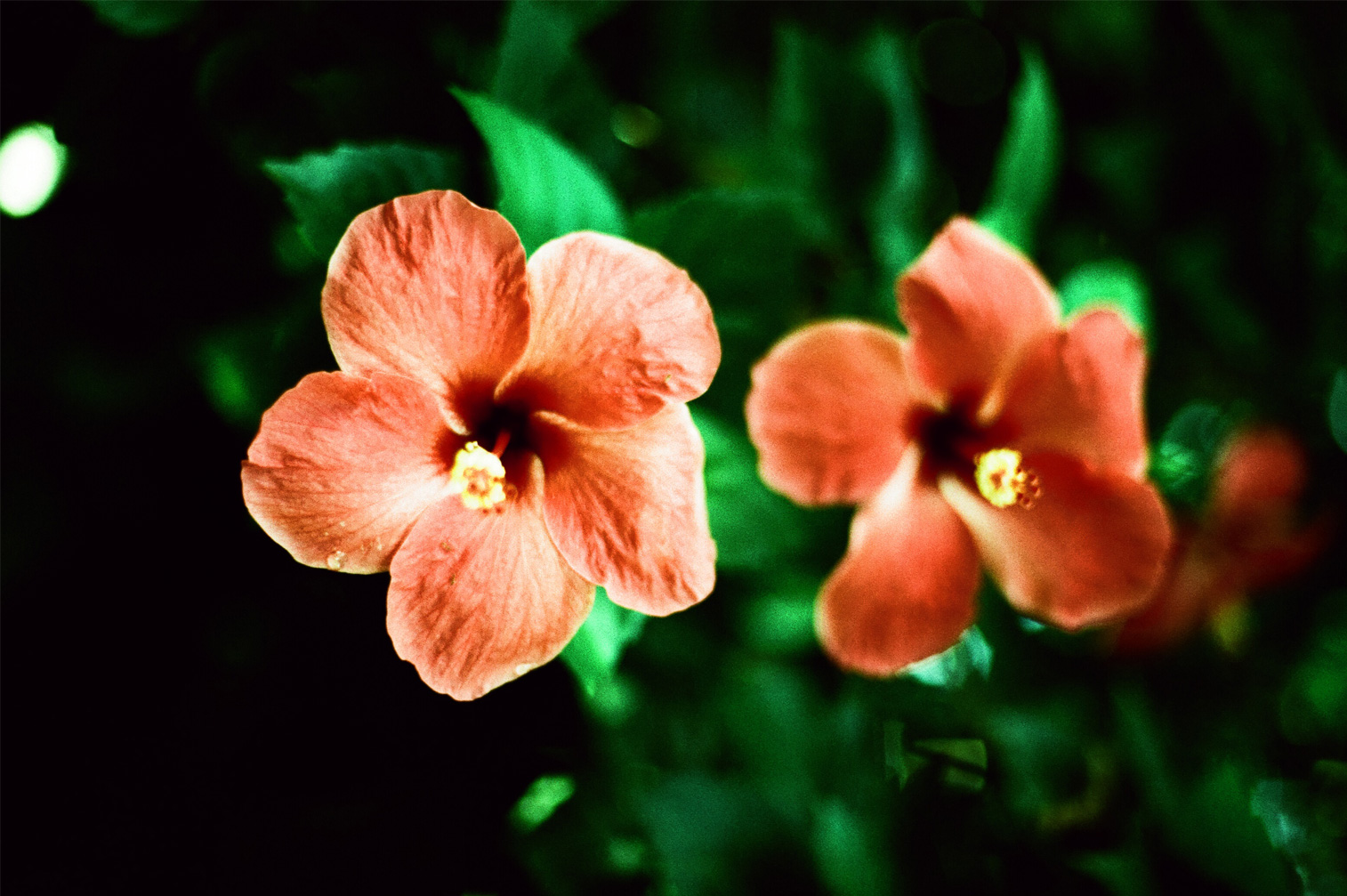 Hibiscus, Bermuda
