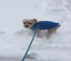 Jax enjoying some snow time