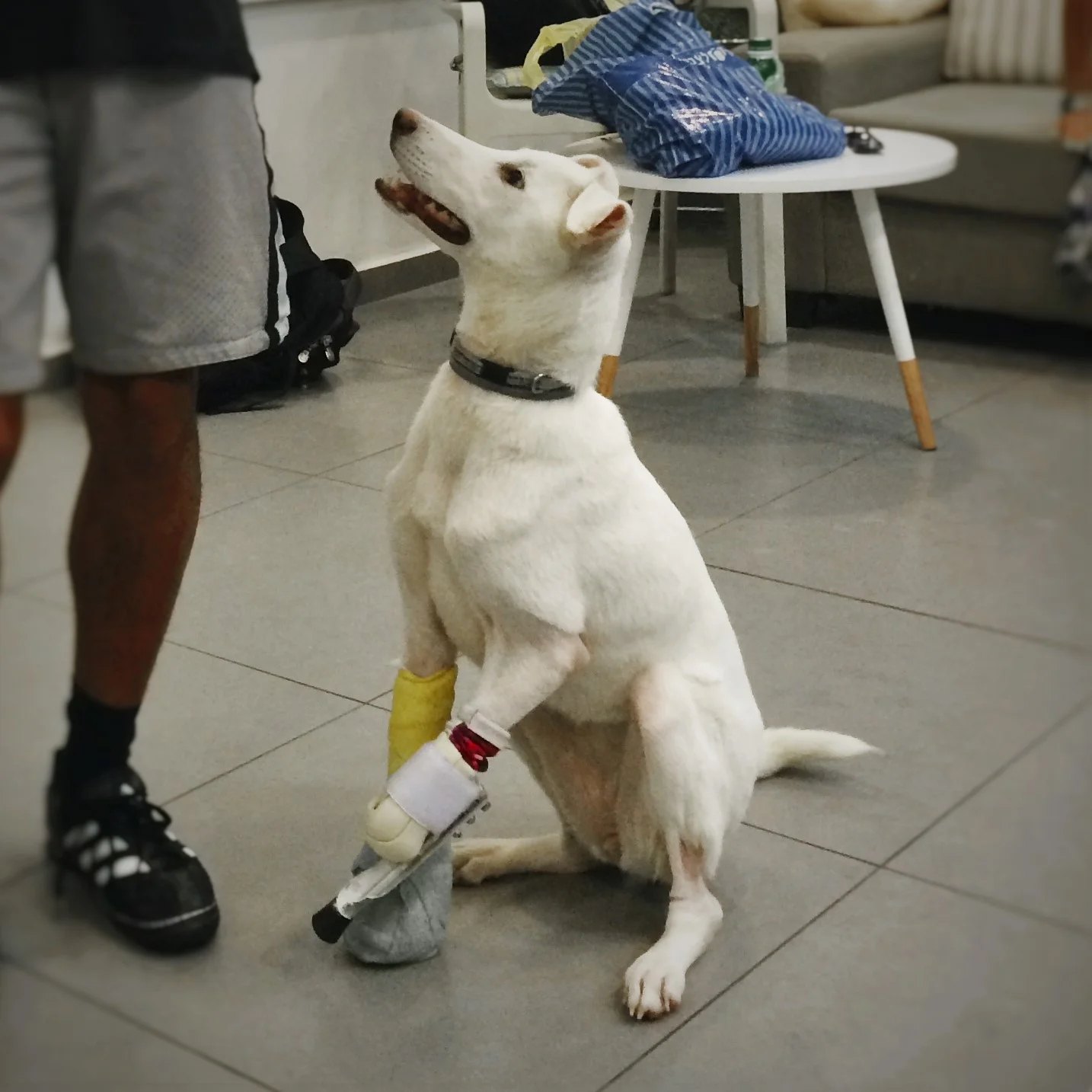 Prosthetic Limbs For Dogs