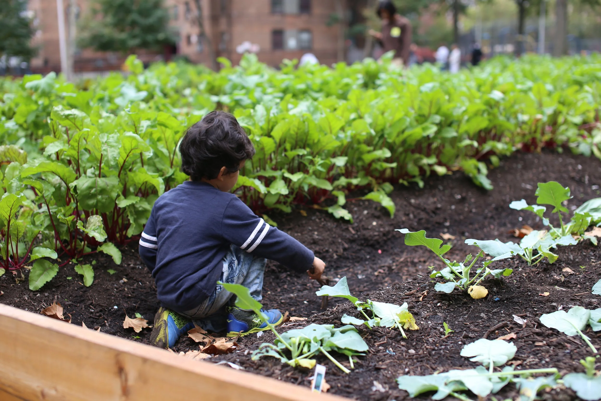 HARLEM GROWN RECEIVES $50,000 GRANT FROM NEWMAN’S OWN FOUNDATION&nbsp;