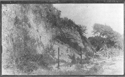  Photo courtesy of Sebastian Area Historical Society Barker's Bluff was one of the largest midden mounds in this part of Florida.
