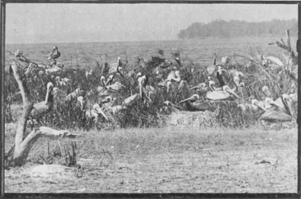  Photo from George Nelson Collection Pelican Island has been a haven for brown pelicans for over 100 years.