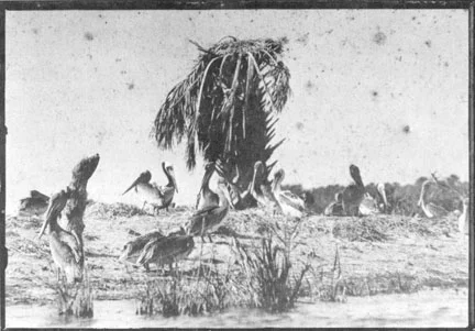  Photo from George Nelson Collection Though it lacked vegetation for decades, the island's cover has now made a good comeback. Wave breaks, and new mangroves are also being added to stabilize the shoreline and help in the overall restoration process.