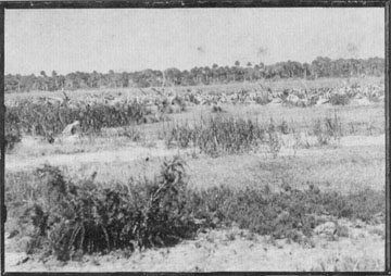  Photo from George Nelson Collection During times without vegetation the pelicans learned to nest on the ground.