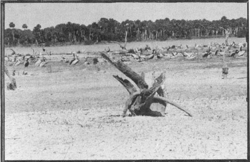  Photo from George Nelson Collection The Island has weathered many stages of vegetation loss over the years.