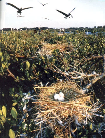Pelican eggs rest in a nest on Pelican Island, home to more than 90 species of birds.