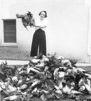 During the "Feather Wars" many species of birds were close to extinction, being killed for their feathers, which were used in expensive hats. As many as 60 roseate spoonbills were killed per day on Pelican Island during the early part of the century.