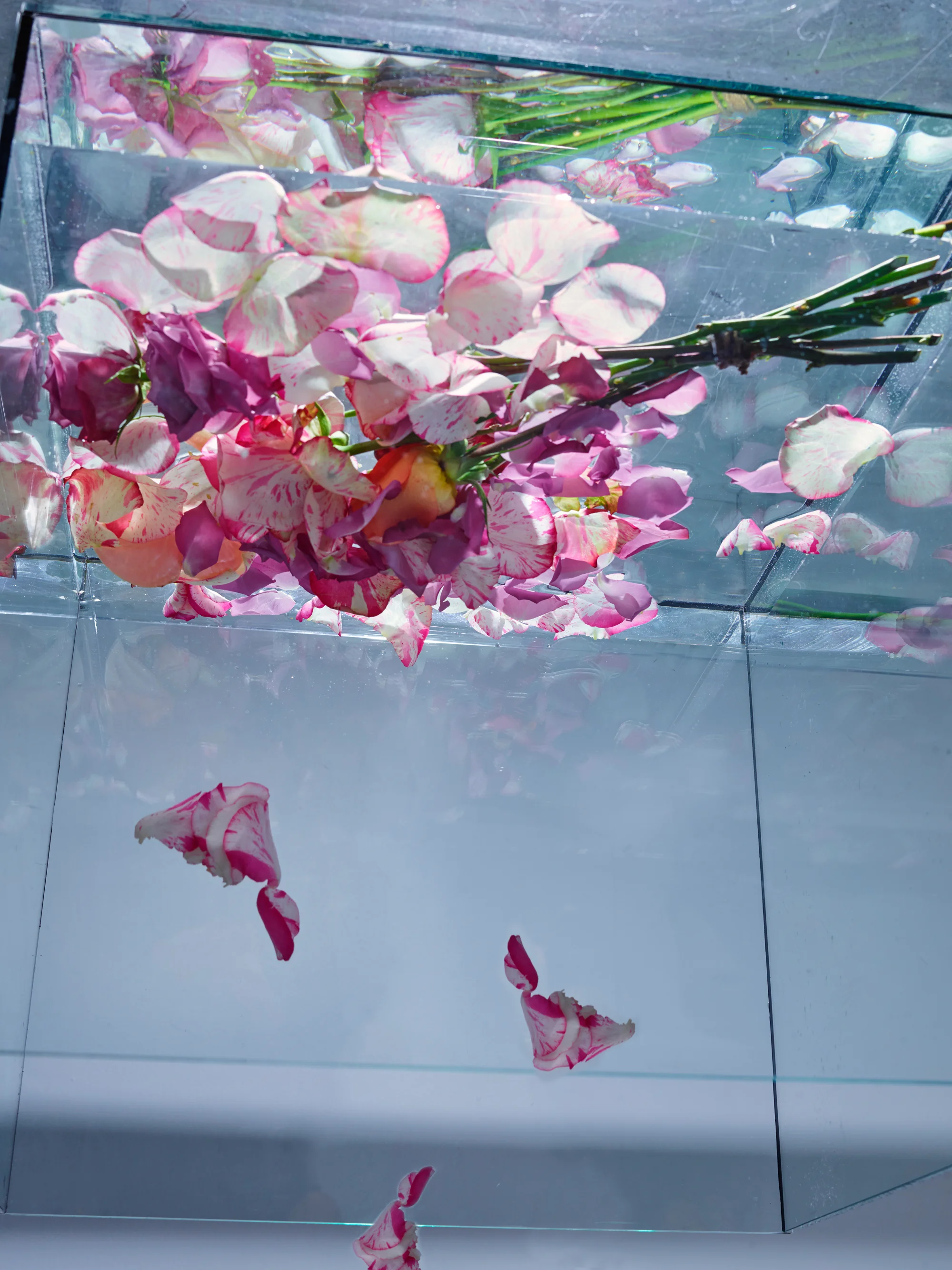 Flowers and Others90217.jpg
