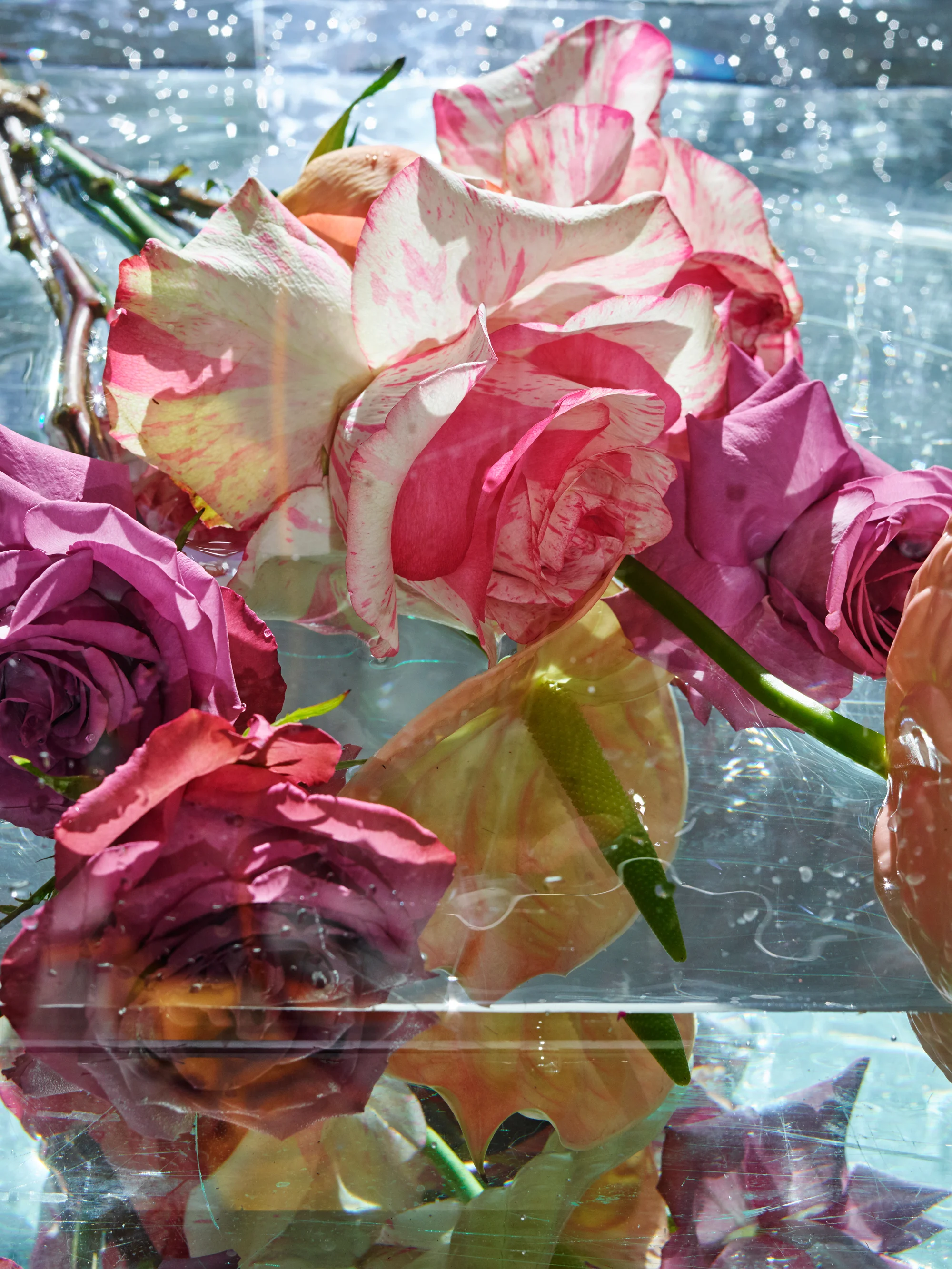 Flowers and Others90147.jpg