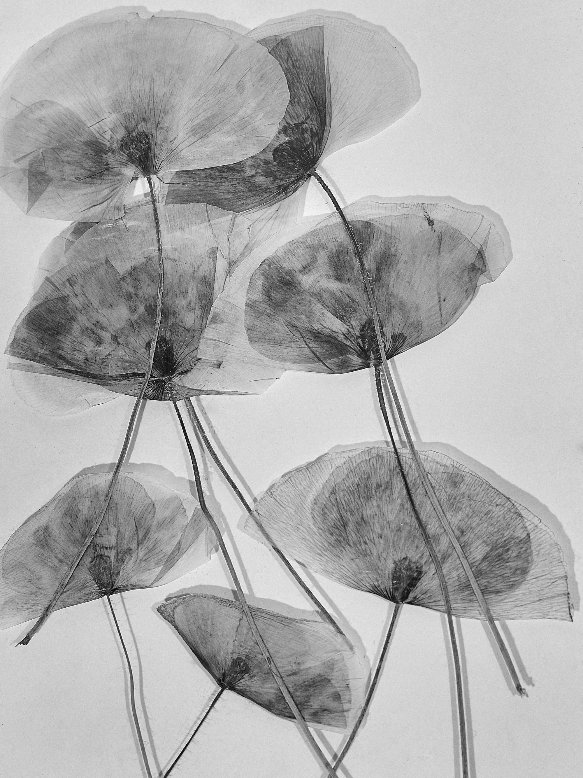 Flowers and Others88355.jpg