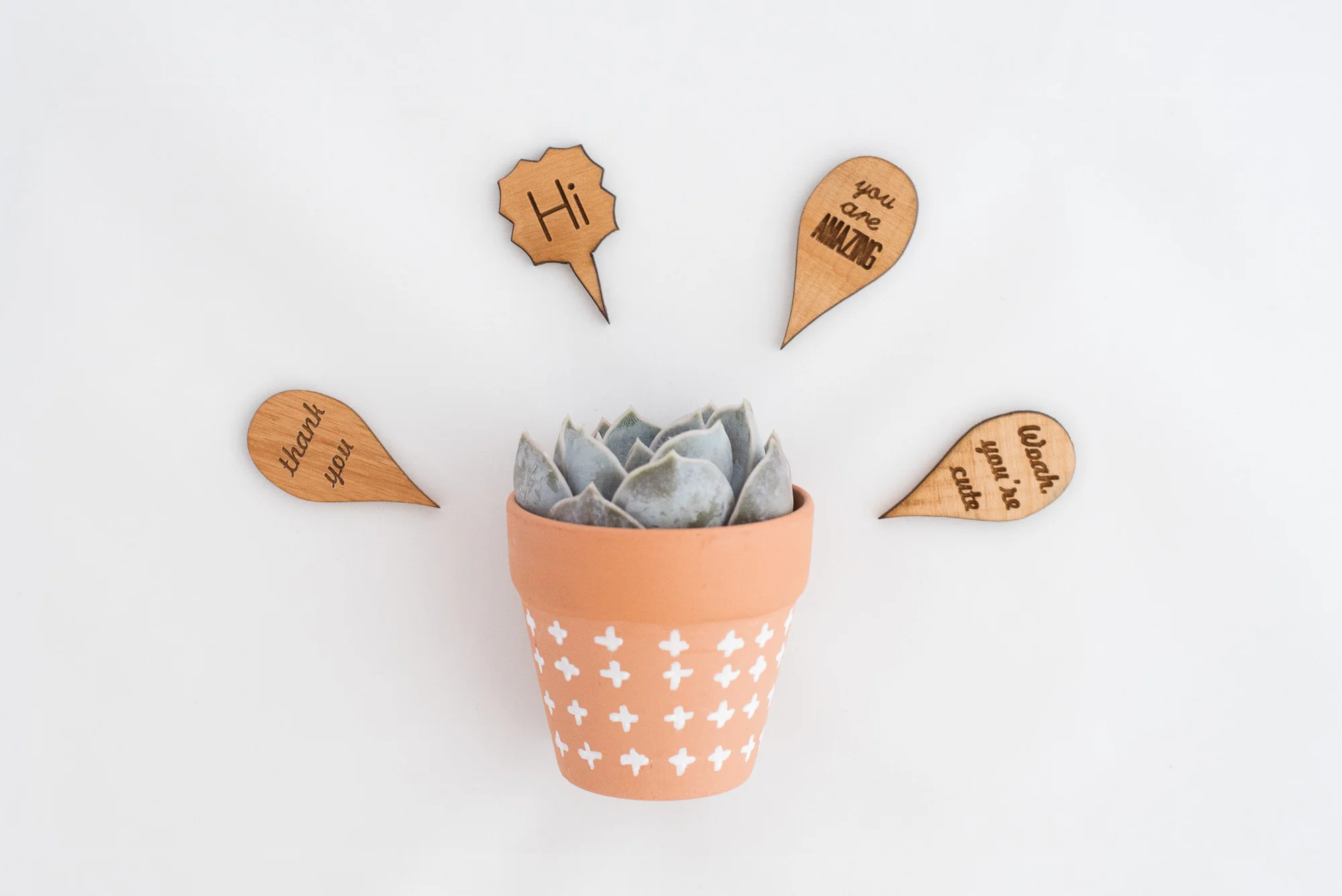 Paper + Petal Care Package Delivery Gift Box Cincinnati Lucca Shop You Pick Build Your Own Box Succulent